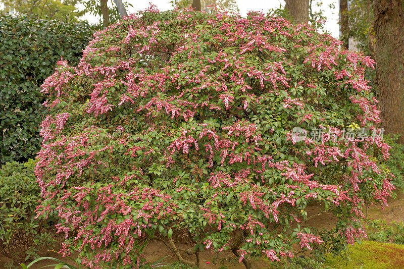 Pieris japonica /日本仙女座花